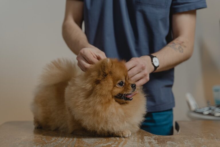 Dermatolog psi – kiedy warto skorzystać z jego usług?